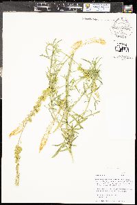 Reseda lutea image