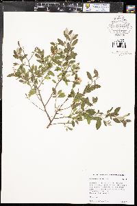 Ceanothus fendleri image