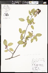 Amelanchier alnifolia image