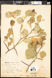 Crataegus succulenta image