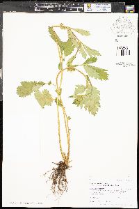 Geum macrophyllum image