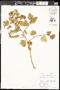 Physocarpus monogynus image