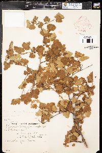 Physocarpus monogynus image