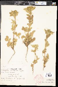 Potentilla biennis image