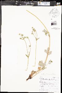 Potentilla pulcherrima image