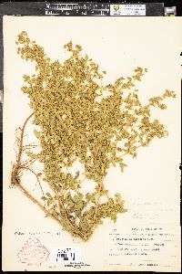 Potentilla supina subsp. paradoxa image