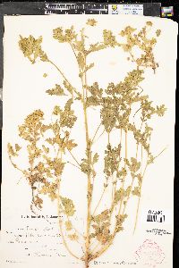 Potentilla rivalis image