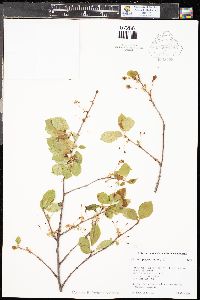 Prunus pensylvanica image