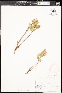 Rosa arkansana image