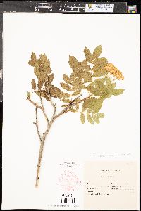 Sorbus scopulina image