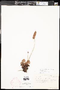 Heuchera bracteata image