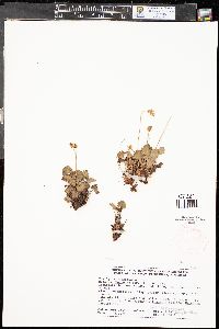 Heuchera parviflora image