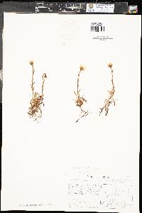 Saxifraga serpyllifolia image