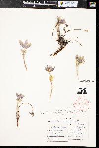 Pulsatilla patens subsp. multifida image