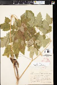 Actaea rubra image