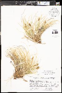 Carex arapahoensis image