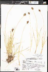 Carex arapahoensis image