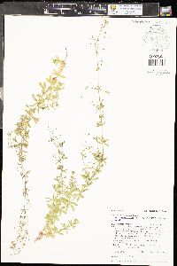 Galium mexicanum image