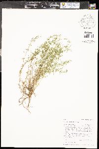 Galium fendleri image