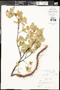 Amelanchier pumila image