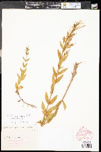 Epilobium ciliatum var. ciliatum image