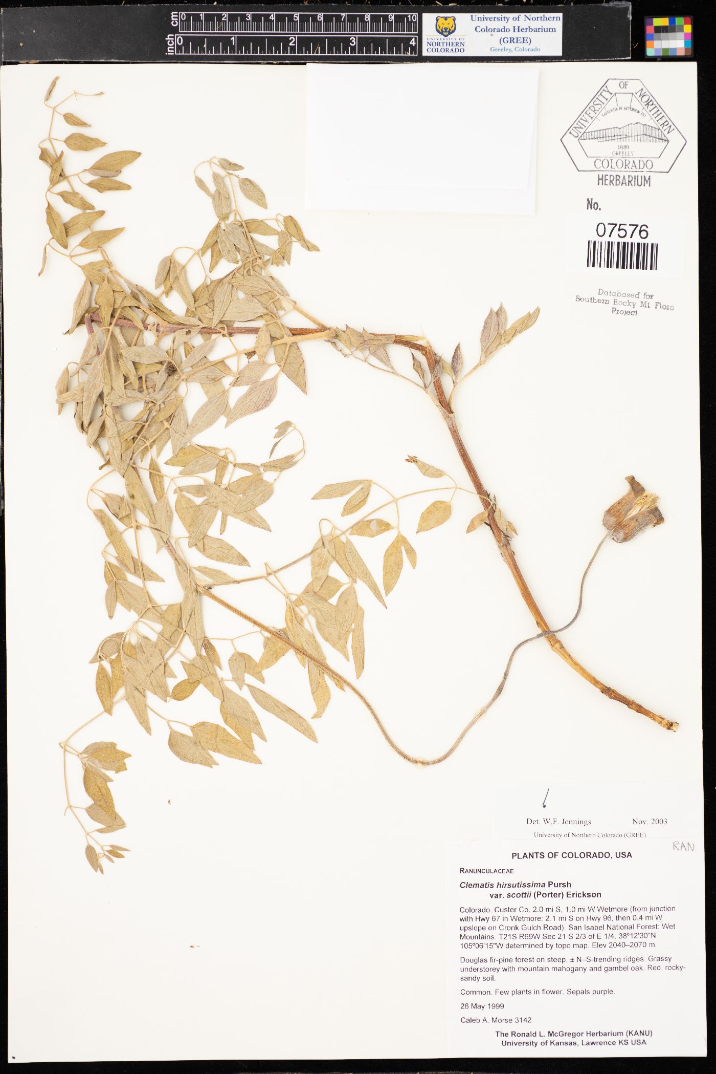 Clematis scottii image