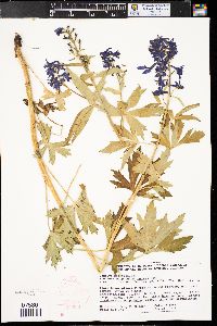 Delphinium barbeyi image