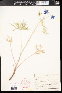 Delphinium geyeri image