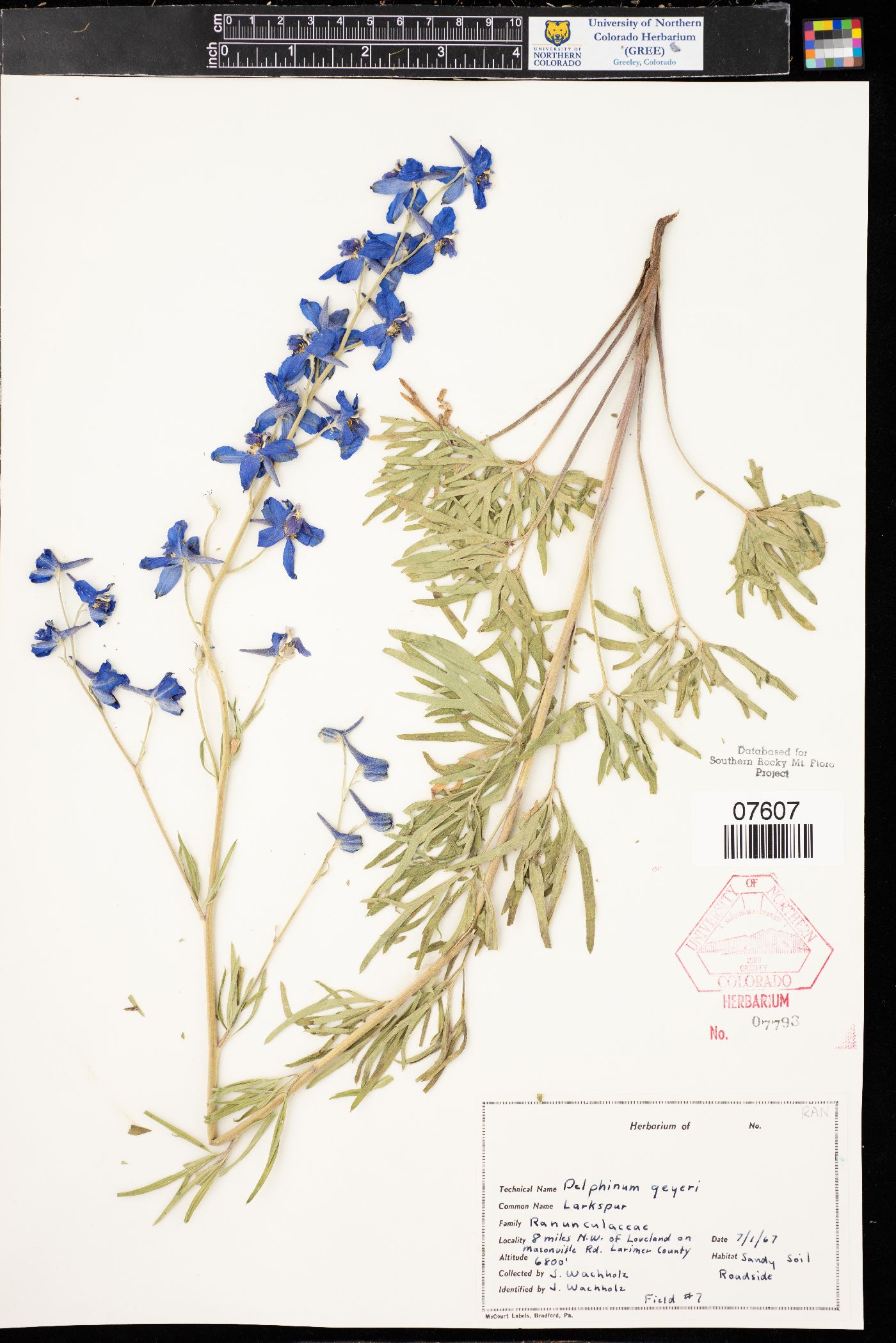 Delphinium geyeri image