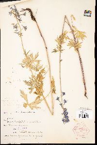 Delphinium occidentale image
