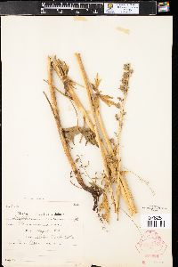 Delphinium ramosum image