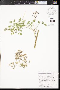 Thalictrum fendleri image