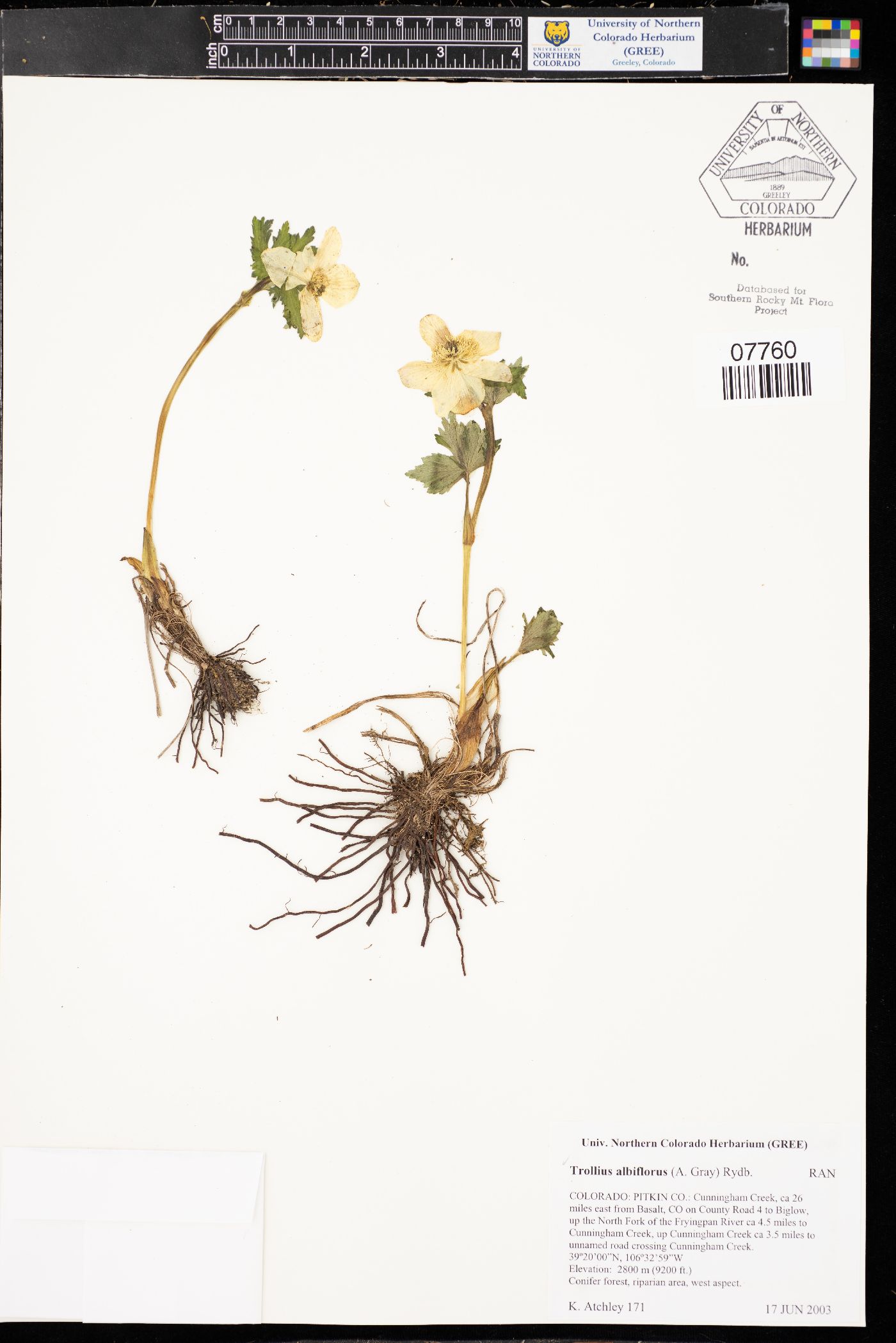 Trollius albiflorus image