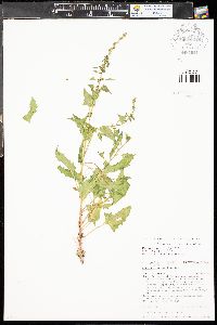 Chenopodium overi image