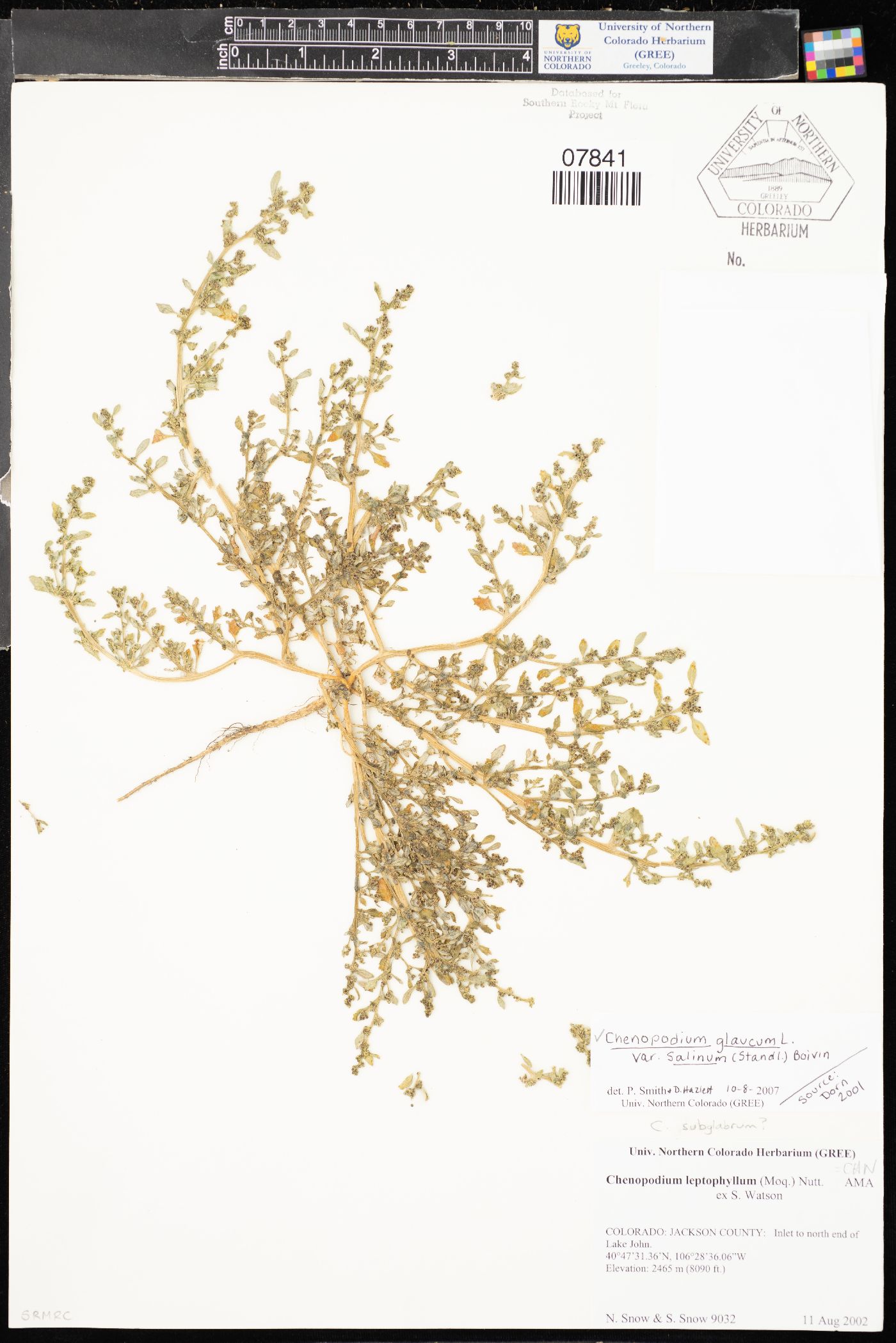 Chenopodium salinum image