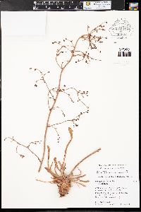 Eriogonum alatum var. alatum image