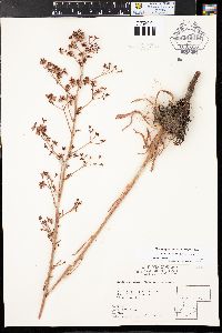 Eriogonum alatum image