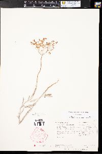 Eriogonum annuum image