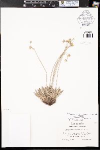 Eriogonum lachnogynum var. lachnogynum image