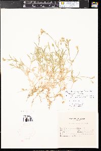 Cerastium arvense subsp. strictum image