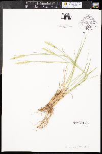 Agropyron cristatum subsp. desertorum image