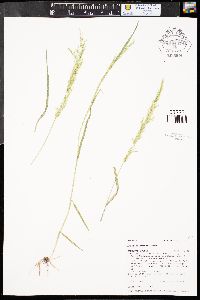 Agrostis exarata image