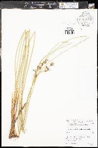 Juncus balticus subsp. balticus image