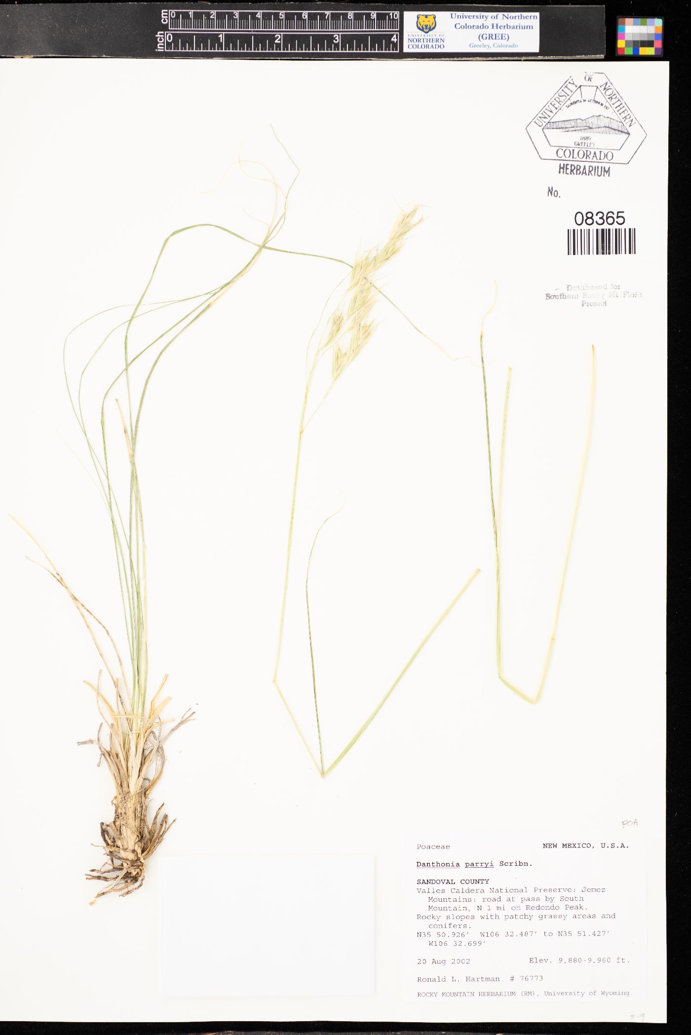 Danthonia parryi image