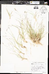 Danthonia unispicata image