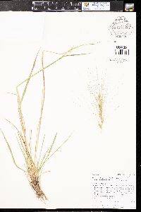 Elymus elymoides subsp. brevifolius image