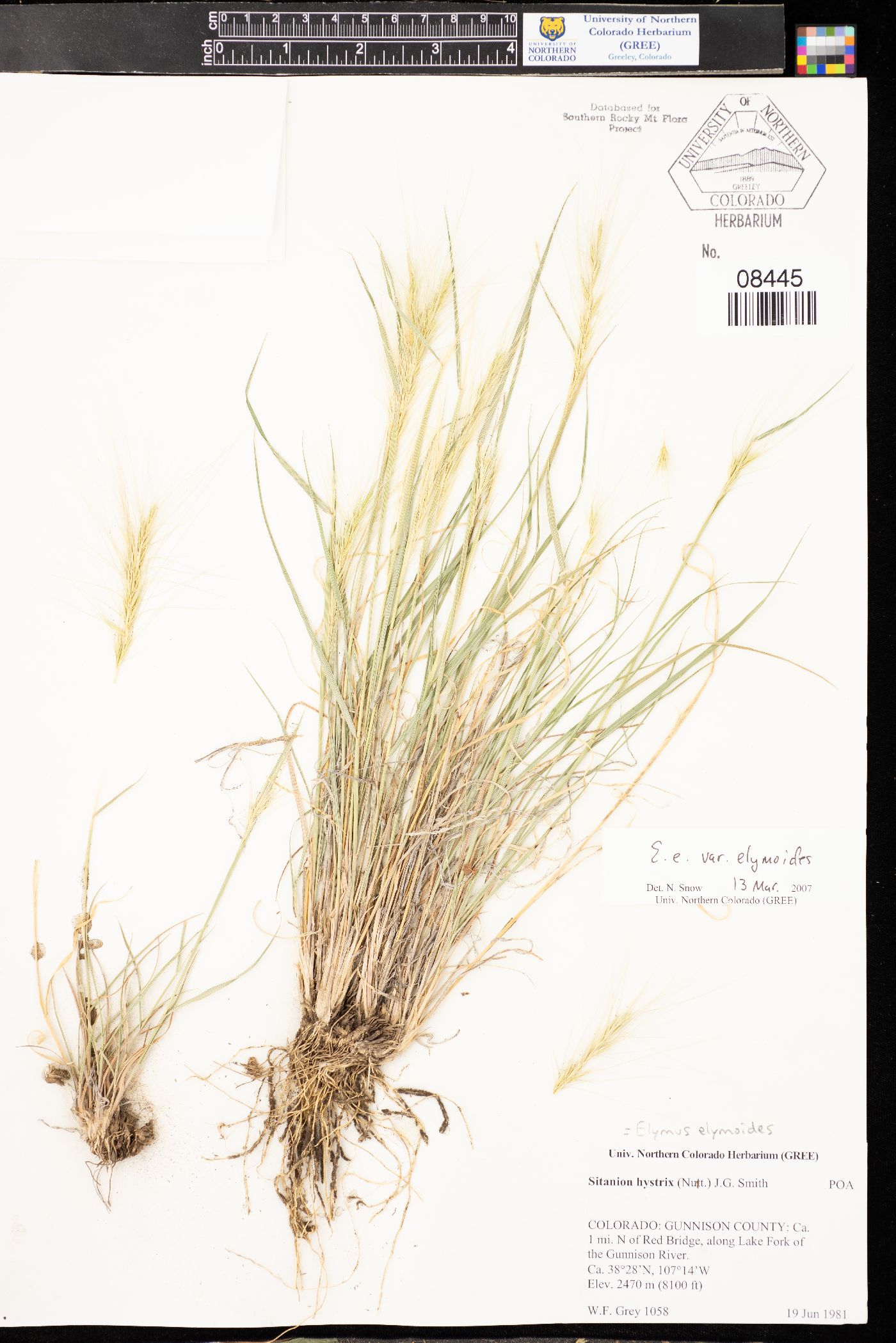 Elymus elymoides subsp. elymoides image