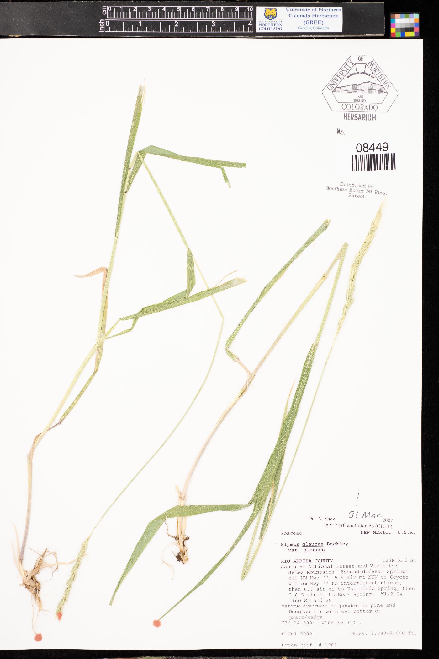 Elymus glaucus subsp. glaucus image