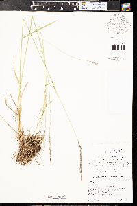 Elymus lanceolatus image