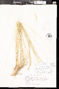 Leymus salina image